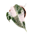 Alocasia Polly Variegated