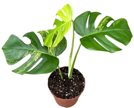 Monstera Deliciosa  Aurea