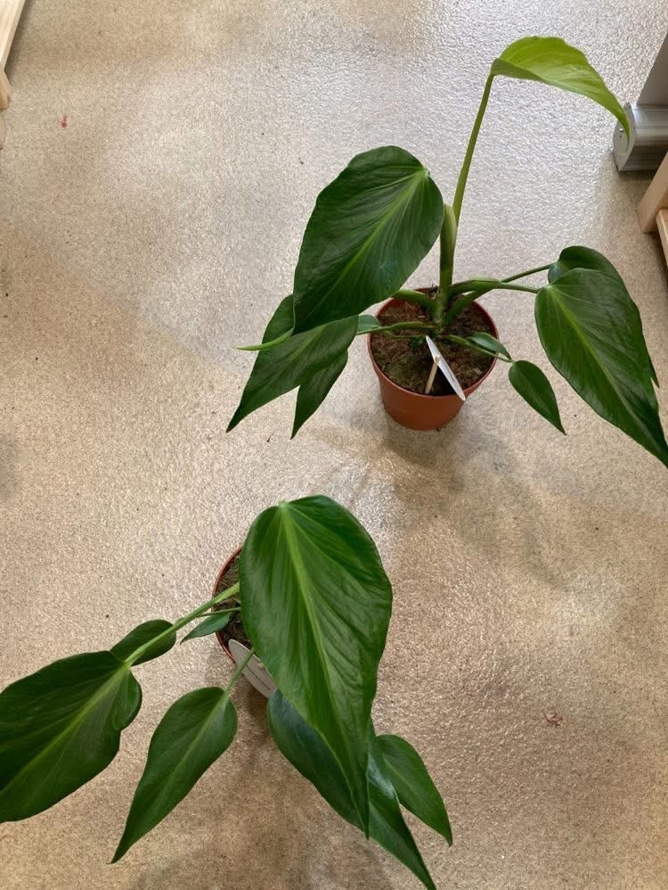 Monstera Burle Marx Flame