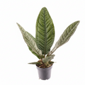 Anthurium Superbum