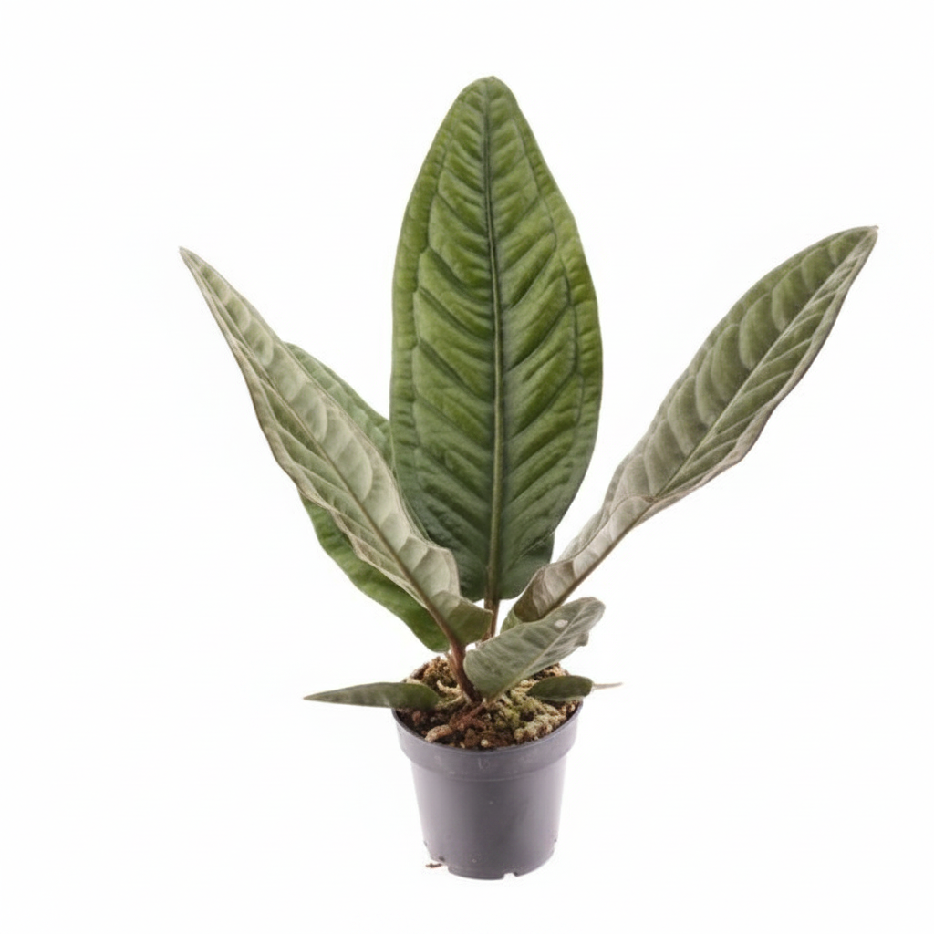 Anthurium Superbum