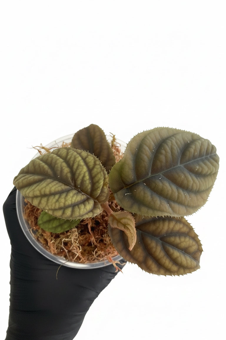 Labisia sp Vietnam