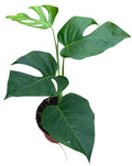 Monstera Sierrana Var.