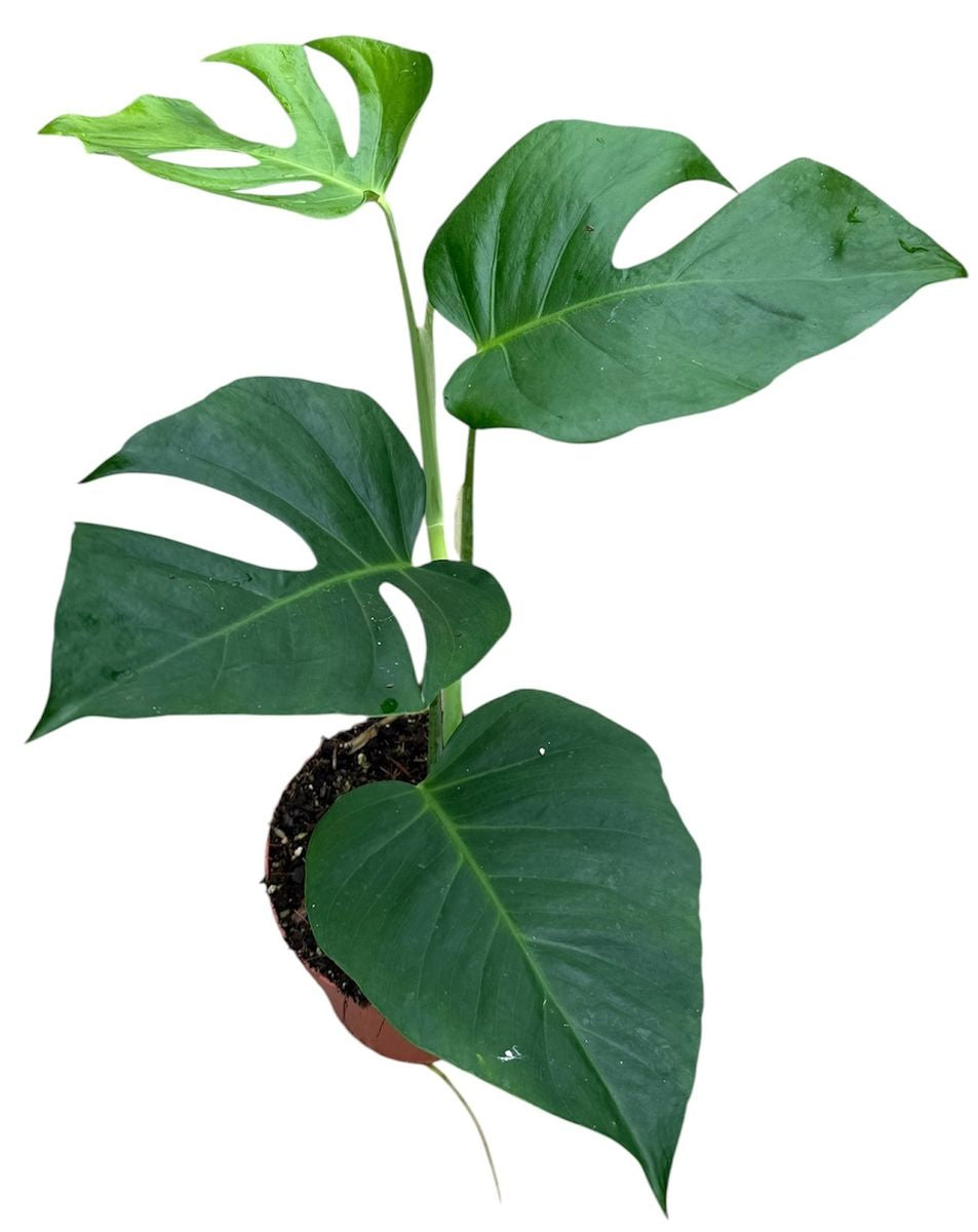 Monstera Sierrana Var.