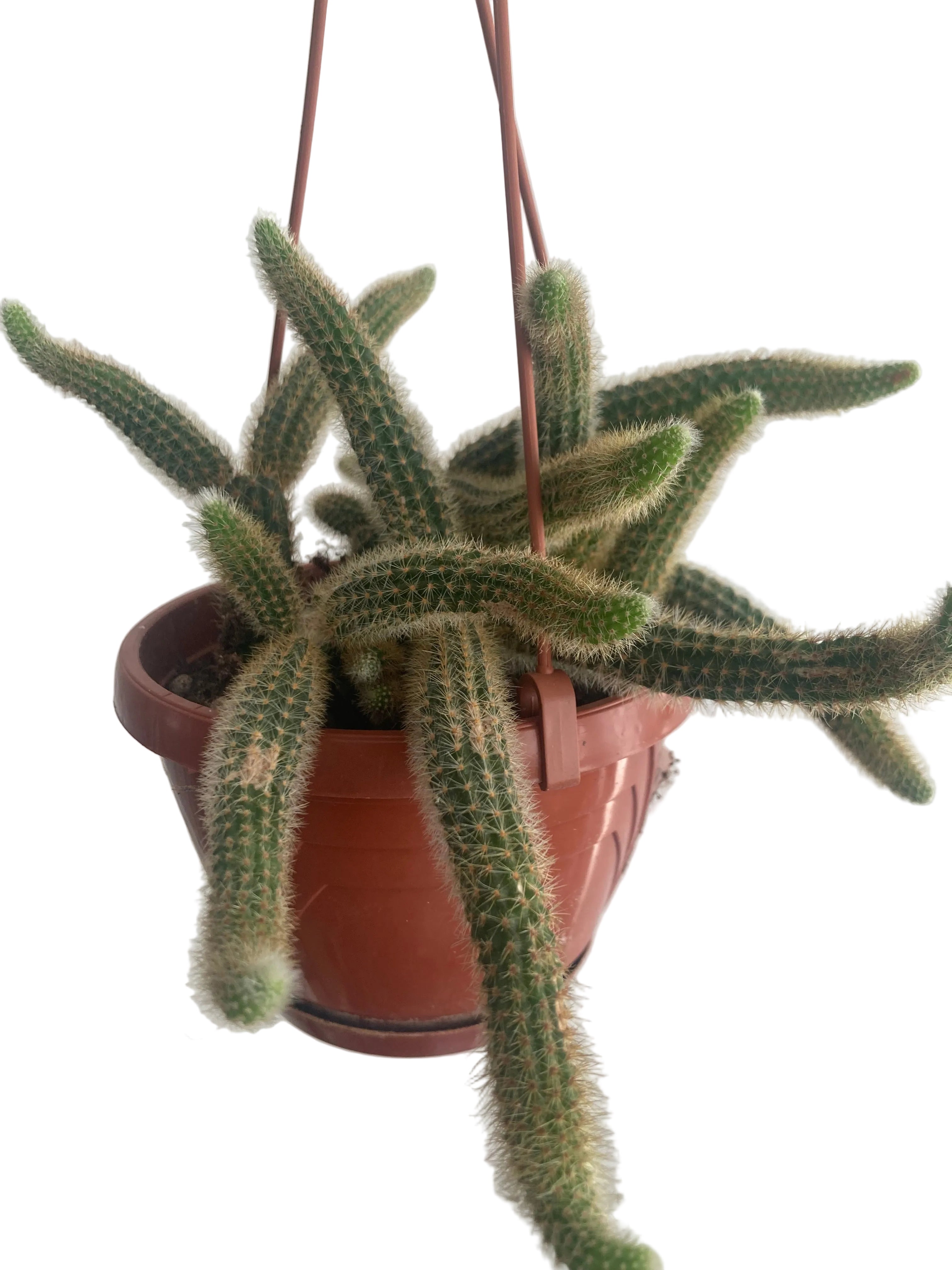 Cleistocactus colademononis