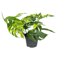 Epipremnum Pinnatum Cinto Goldfinger