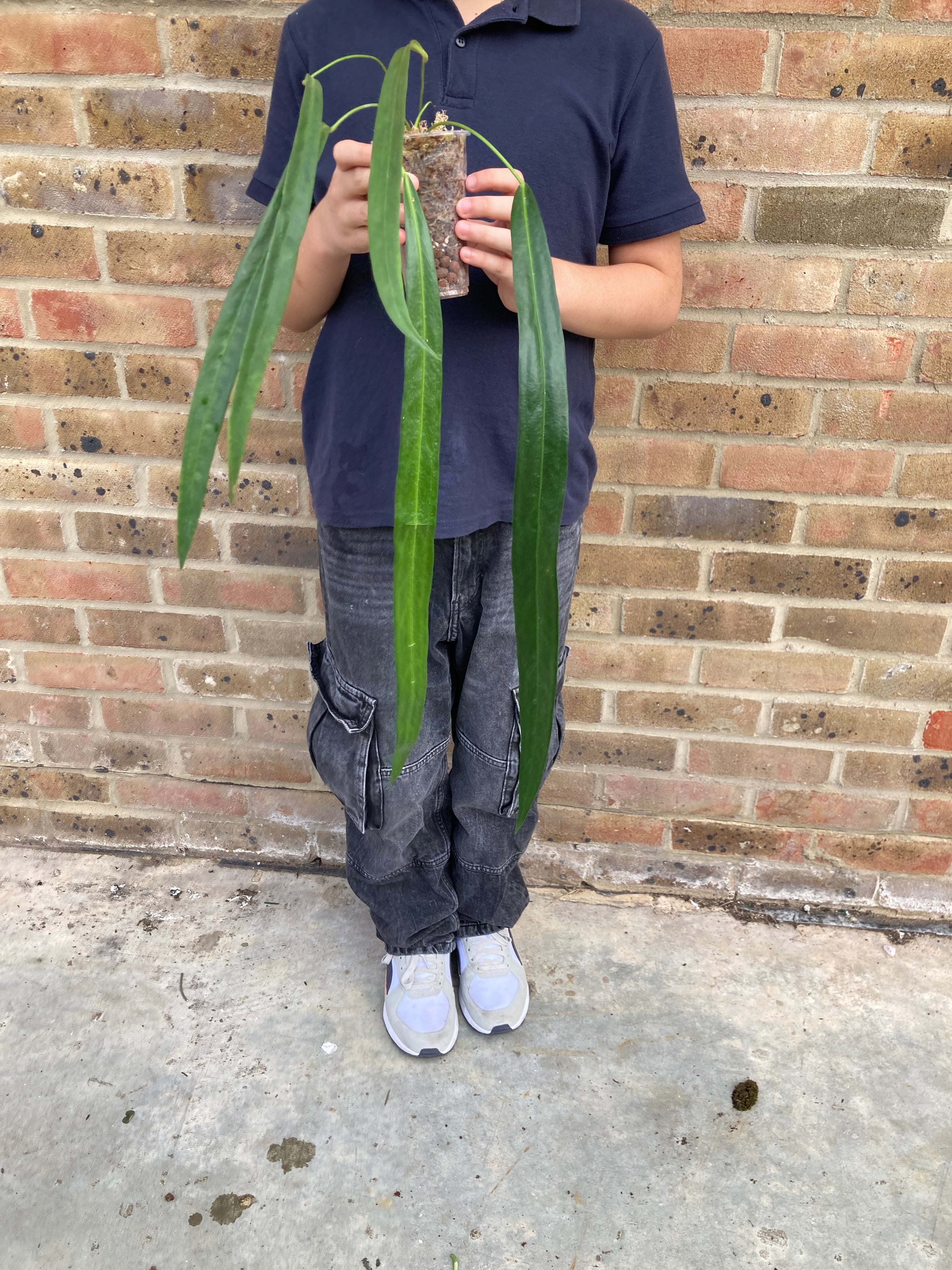 Anthurium Friedrichsthalii - PRE ORDERS