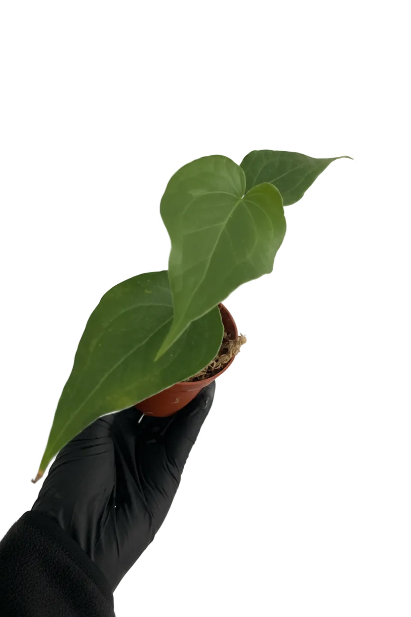 Anthurium Delta Force (P8)