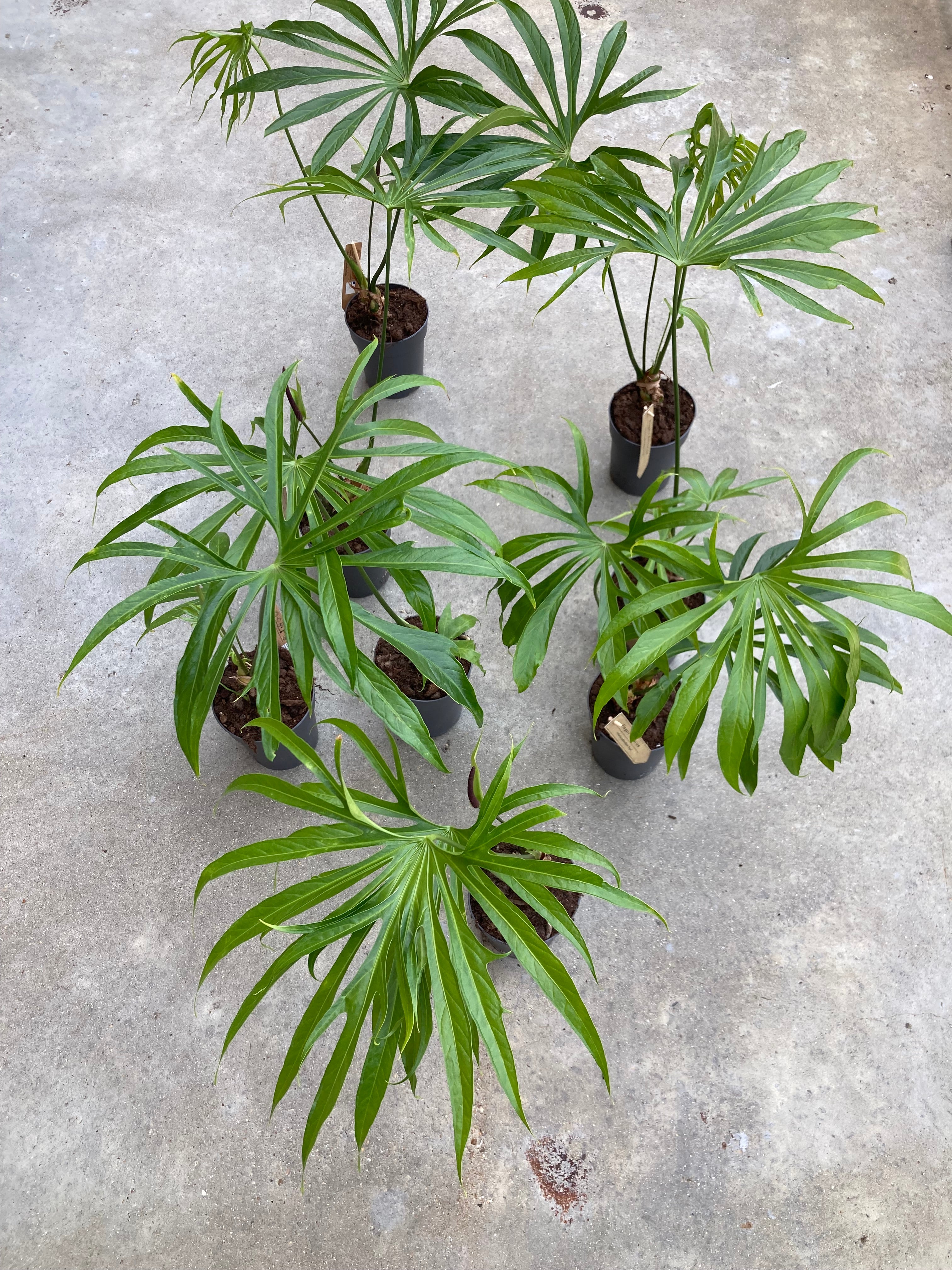 Anthurium Pedatoradiatum