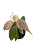 Philodendron Micans Marble
