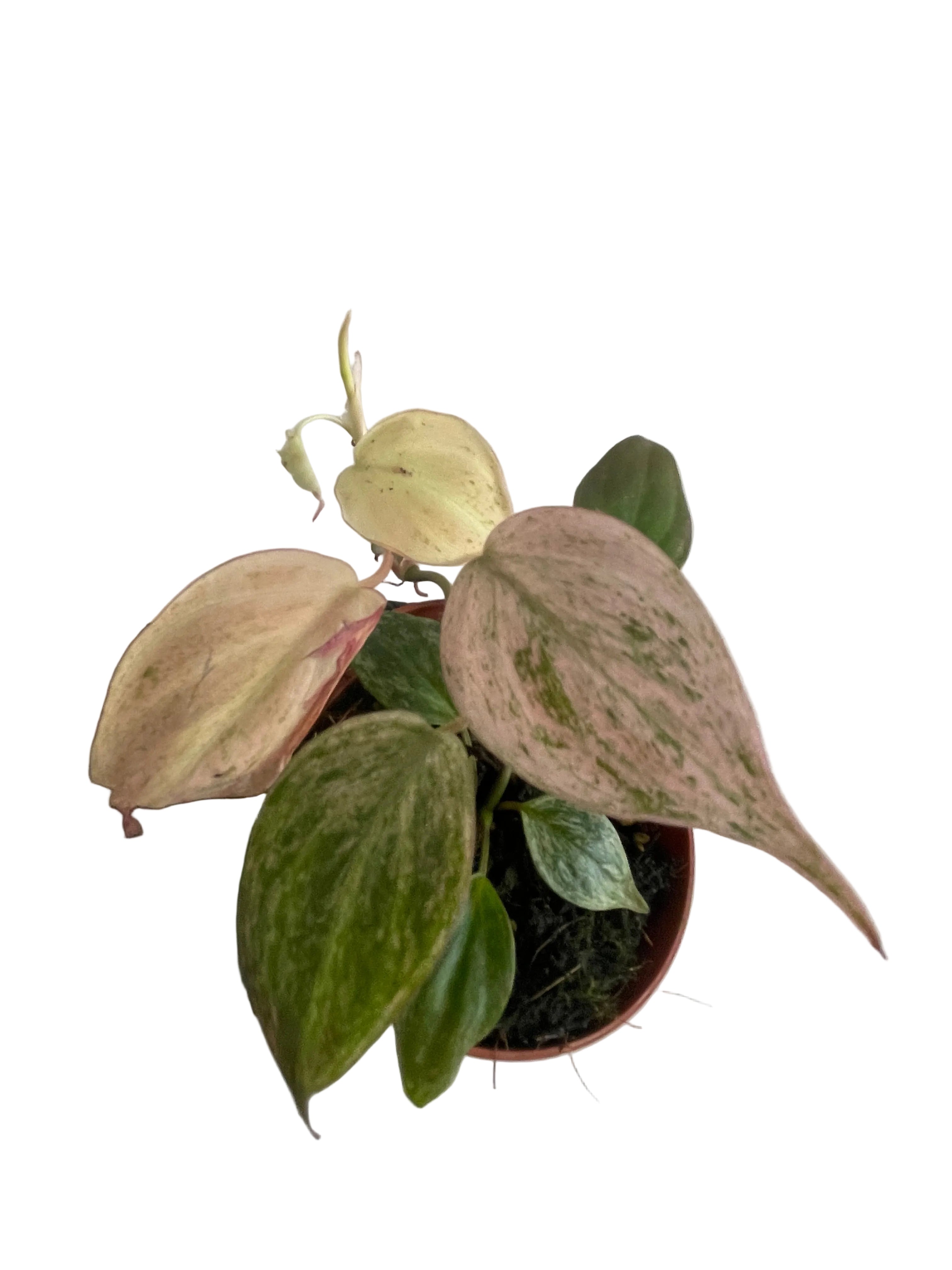 Philodendron Micans Marble