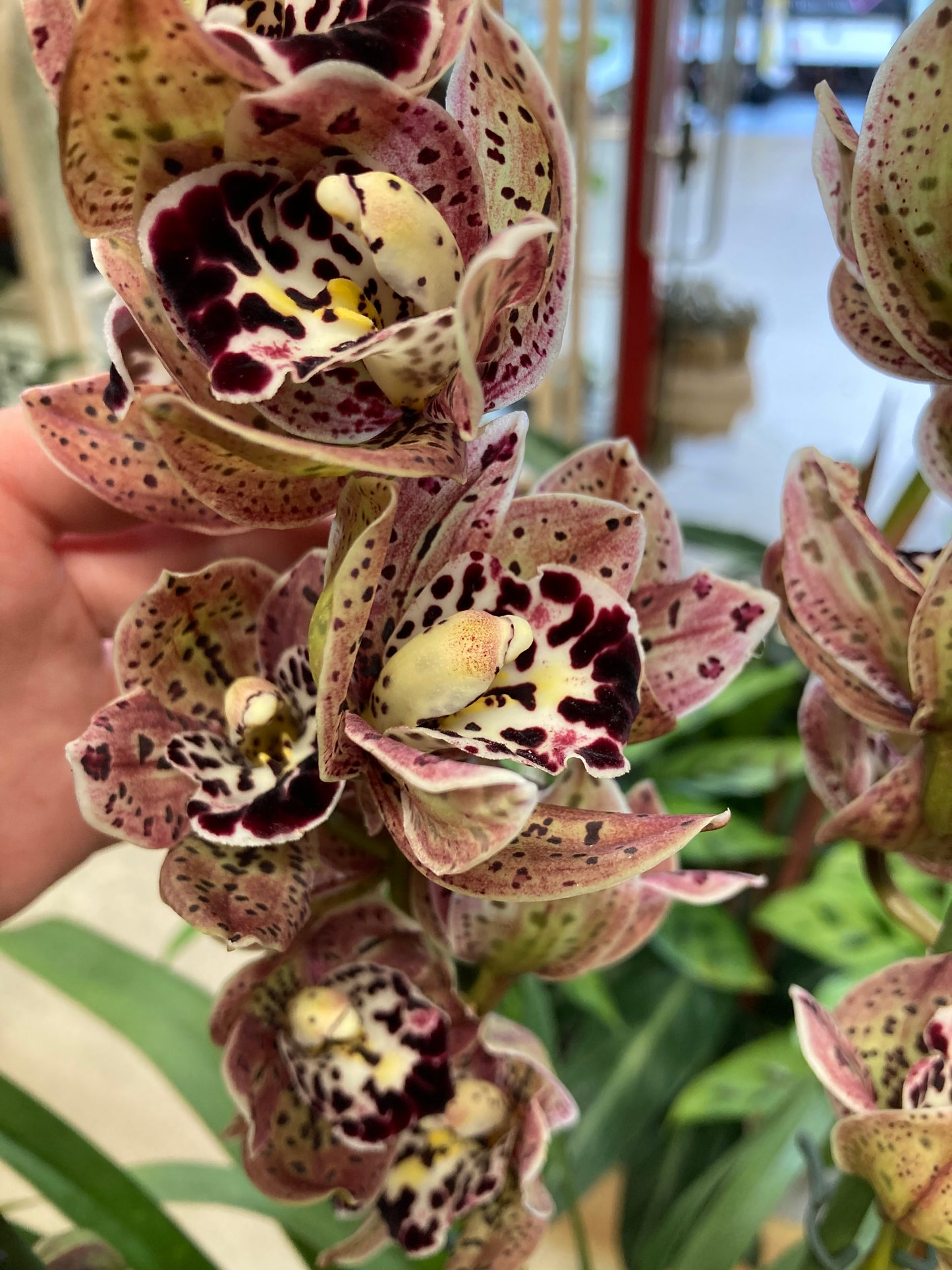 Cymbidium Magic Vogel
