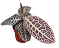 Labisia sp Turtleback