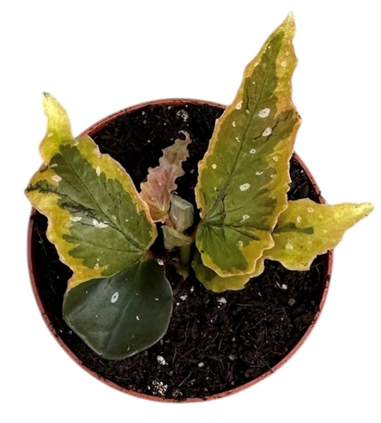 Begonia Dainty Spray Sport variegated