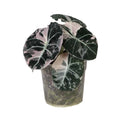 Alocasia 'Black Velvet Pink Variegata'