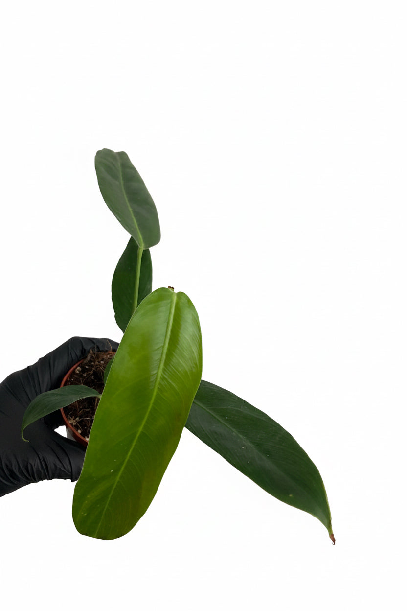 Philodendron Patriciae