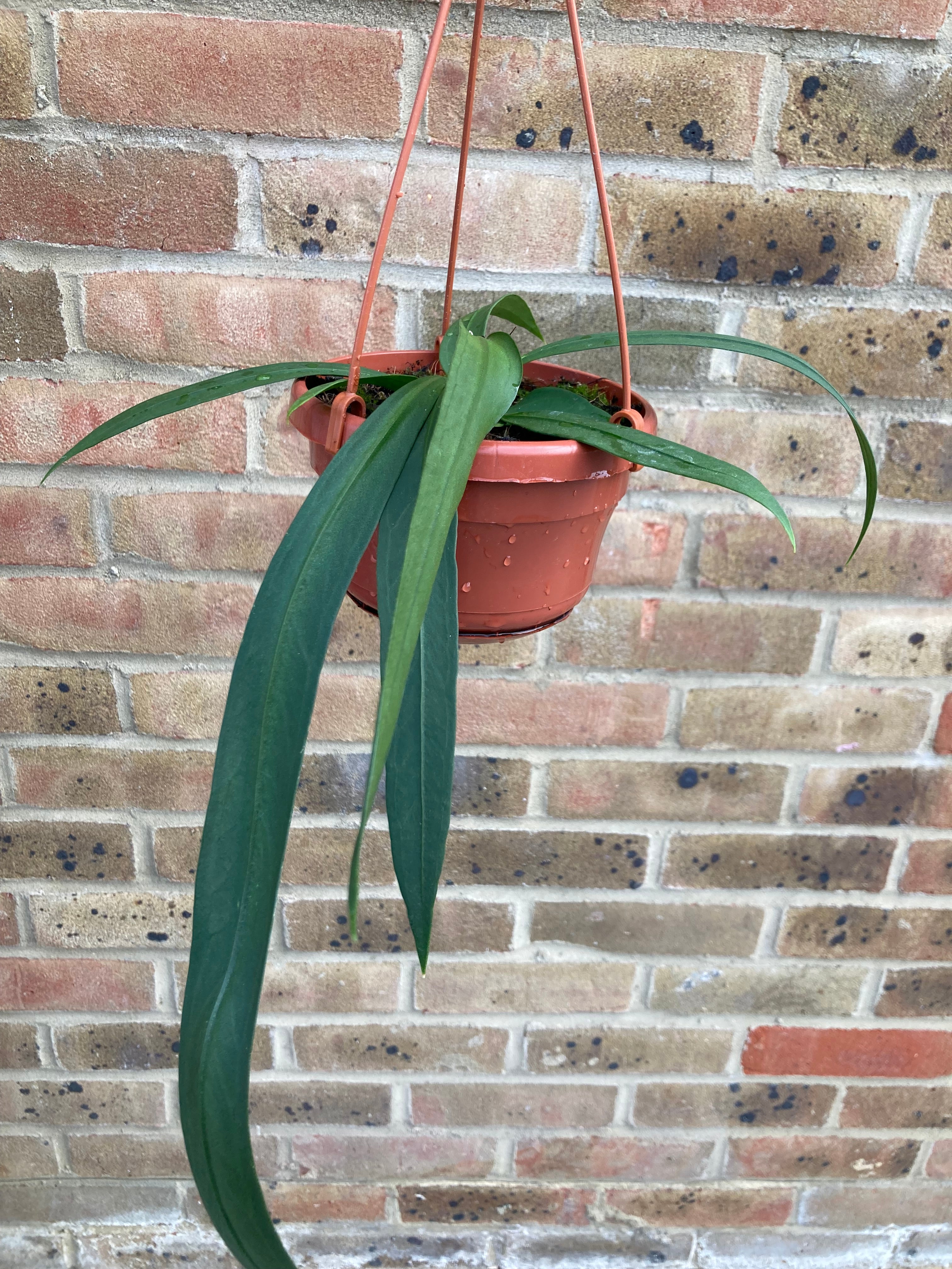 Anthurium Vittariflorum