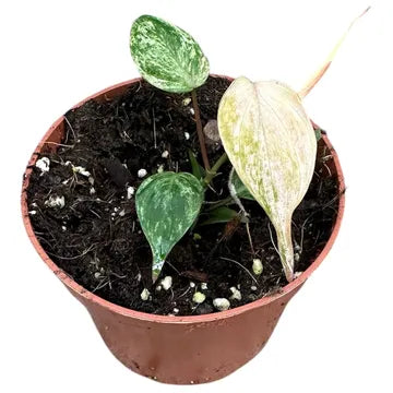 Philodendron Micans Marble Variegata
