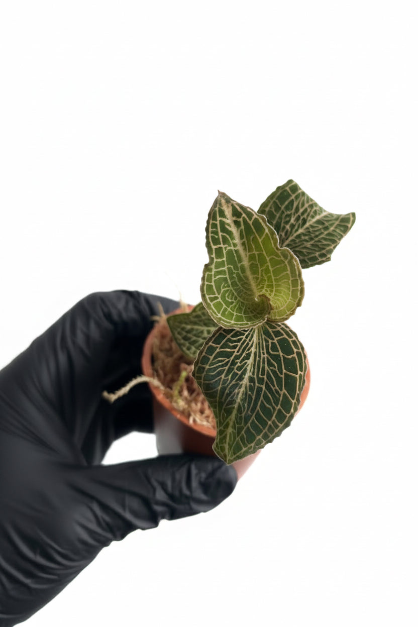 Anoectochilus formosanus x burmanicus