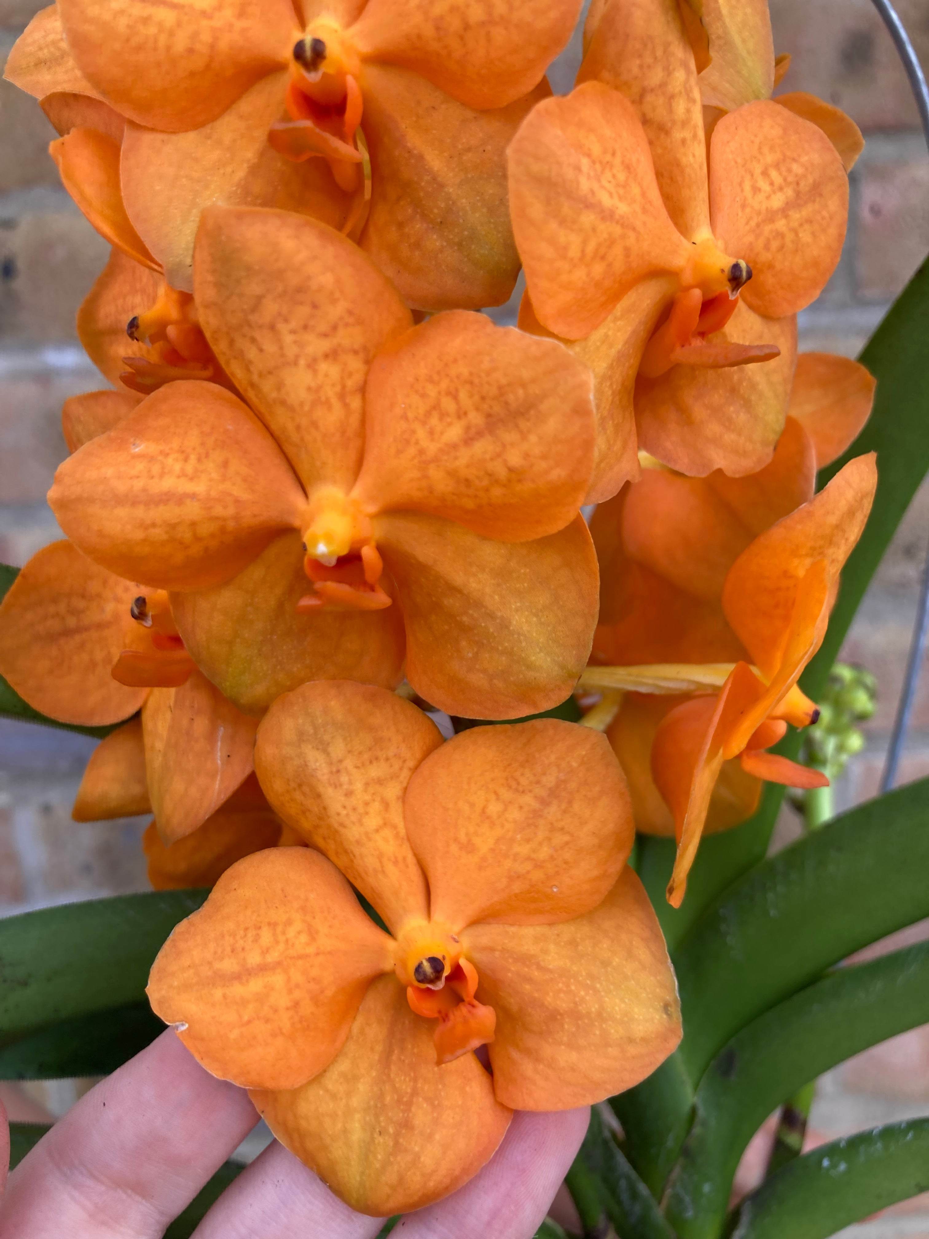 Vanda Orange Beauty