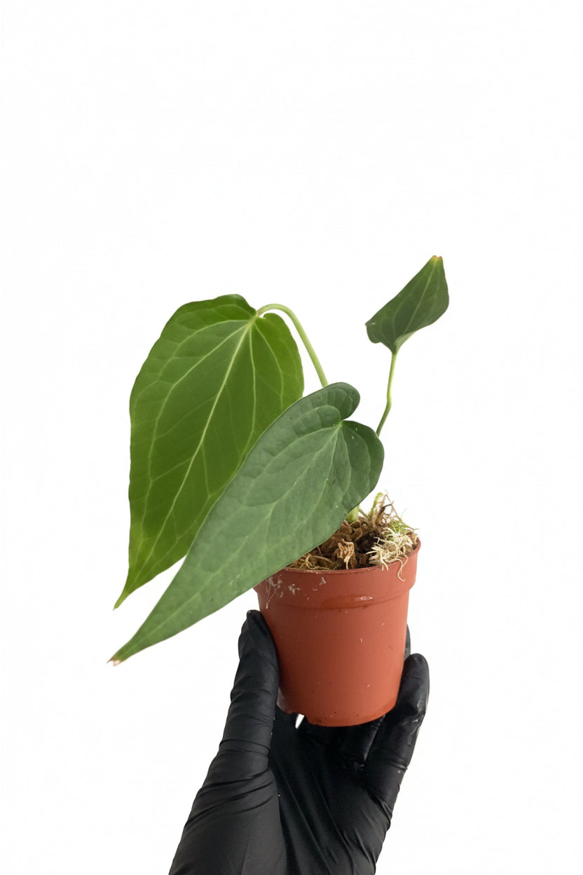 Anthurium Delta Force (P8)