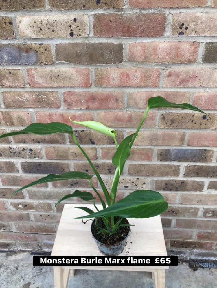 Monstera Burle Marx Flame