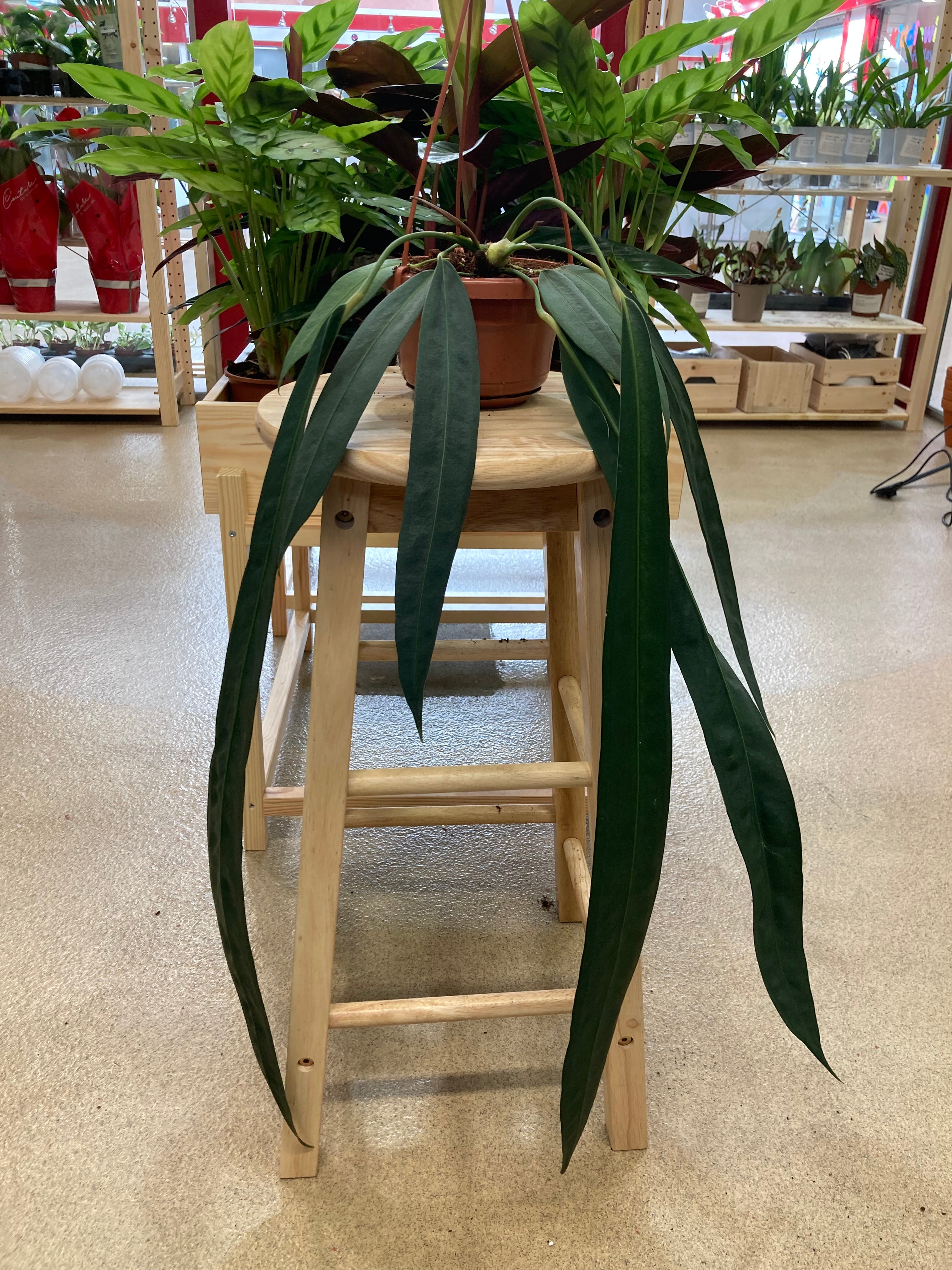 Anthurium Wendlingeri