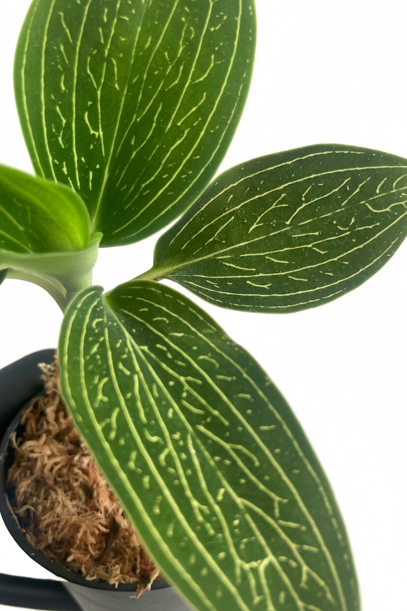 Ludisia Discolor Var. Alba