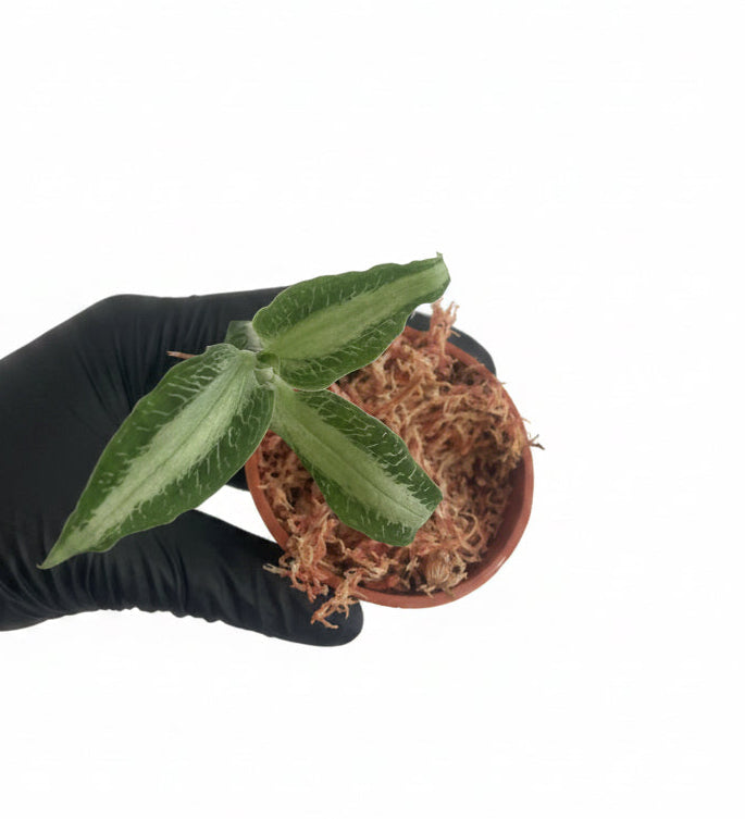 Aspidogyne argentea