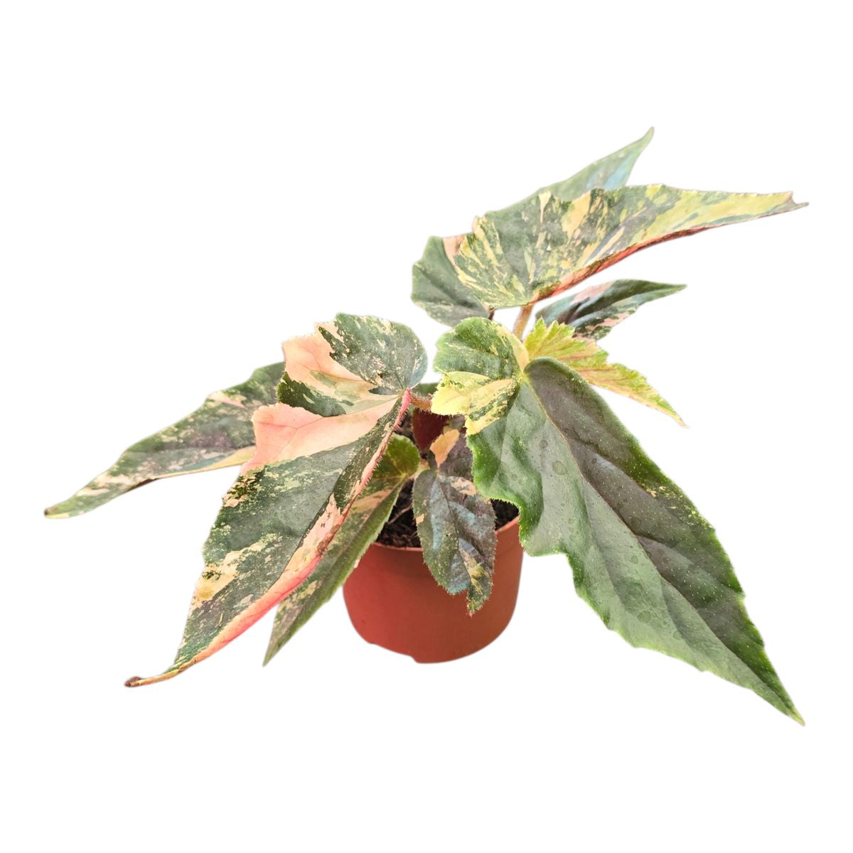 Begonia Ginny Galaxy