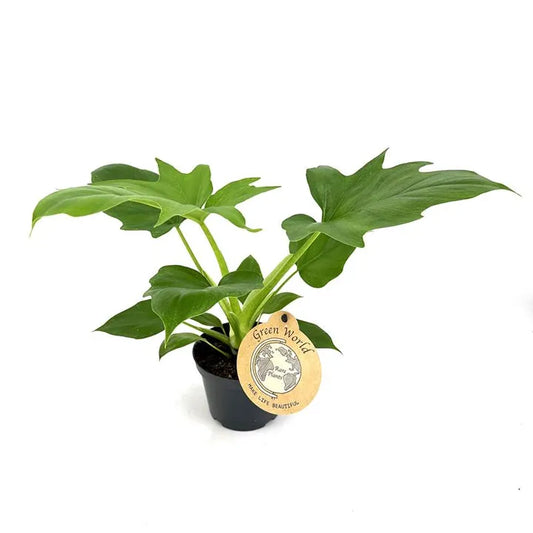 Philodendron warszewiczii