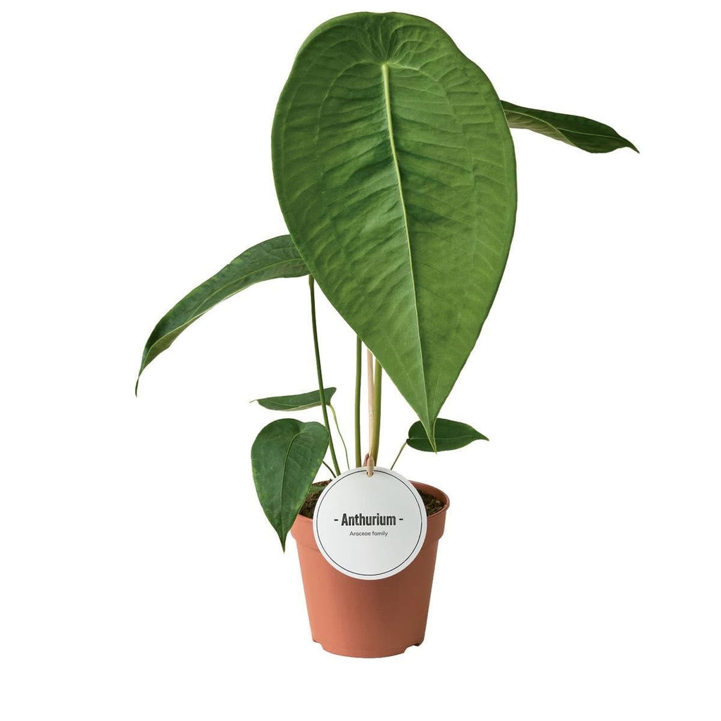 Anthurium Peltigerum