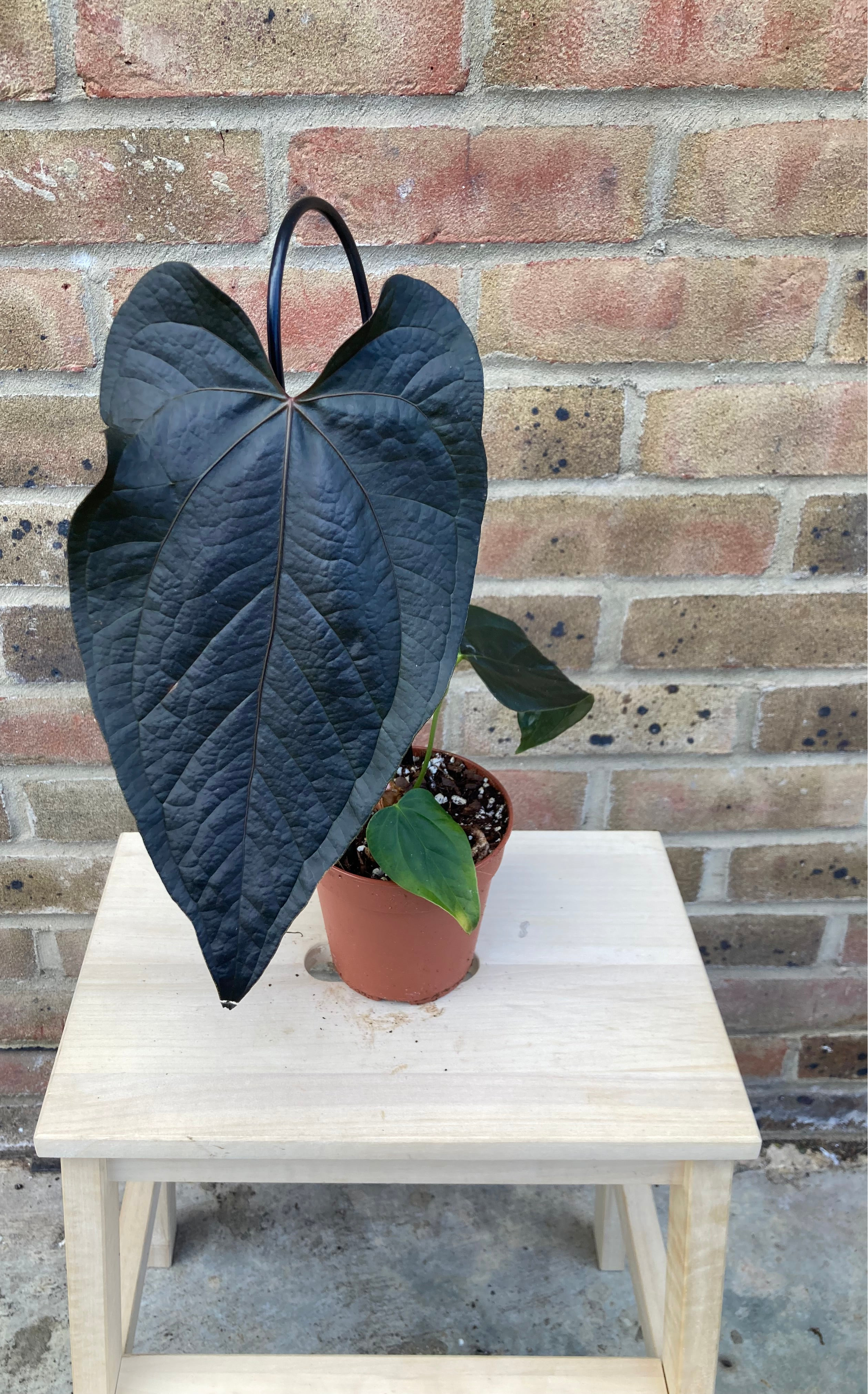 Anthurium Queen of Hearts 12Ø