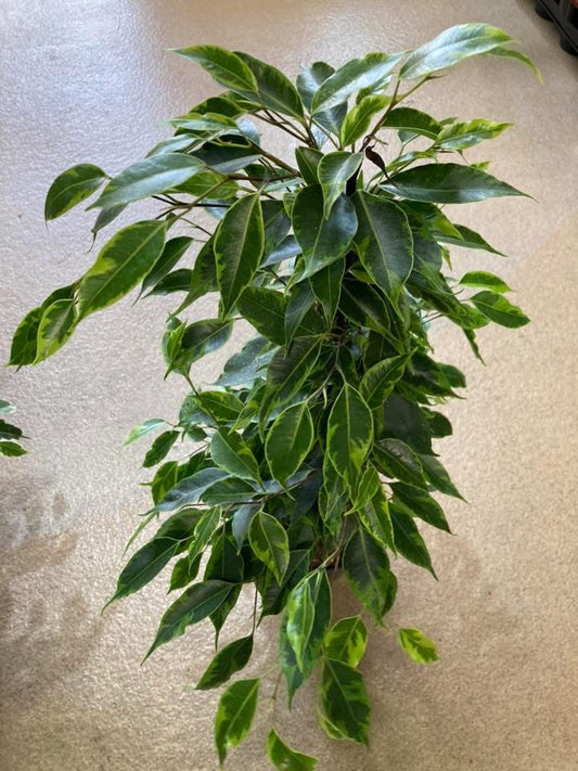 Ficus Benjamina ( Lemon Lime)