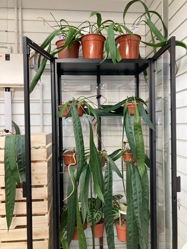 Anthurium Wendlingeri