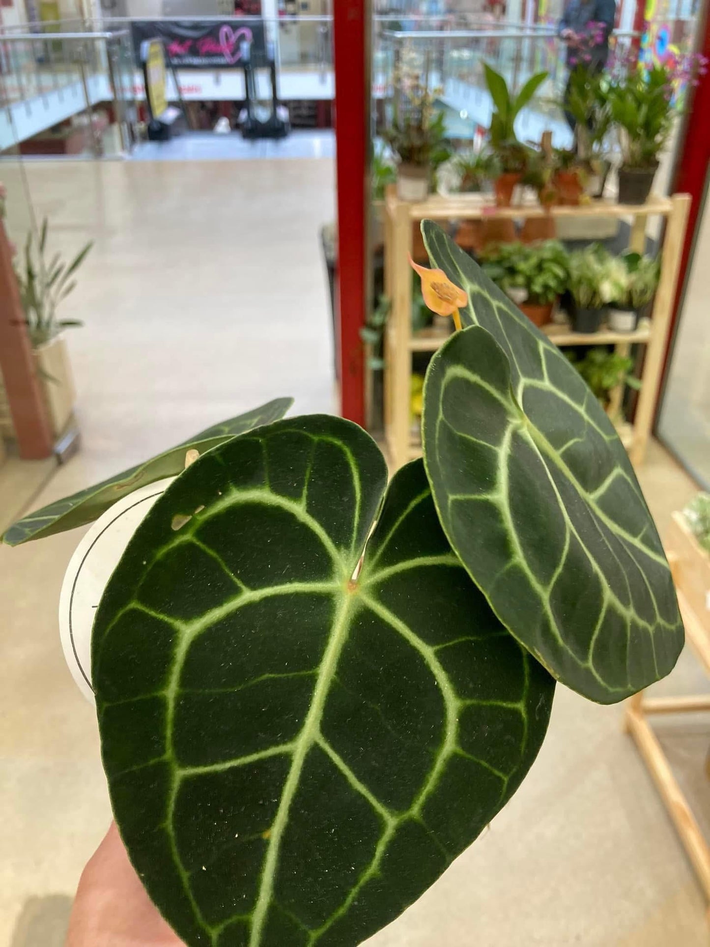 Anthurium Clarinervium