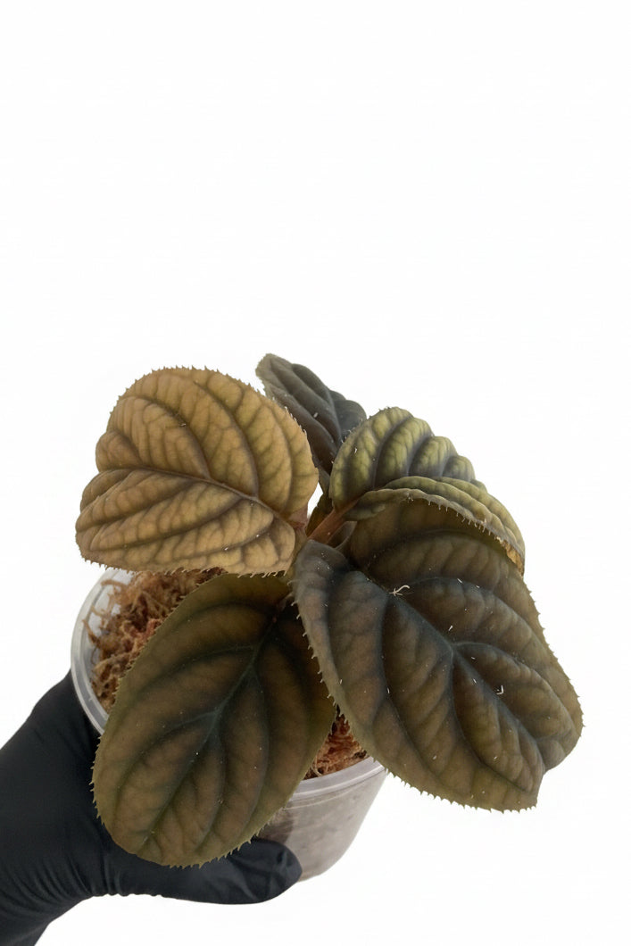 Labisia sp Vietnam