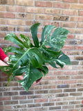 Monstera Deliciosa Albo