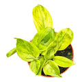 Scindapsus Green on Green