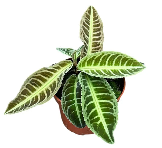 Labisia Japonica