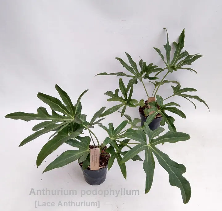 Anthurium Podophyllum