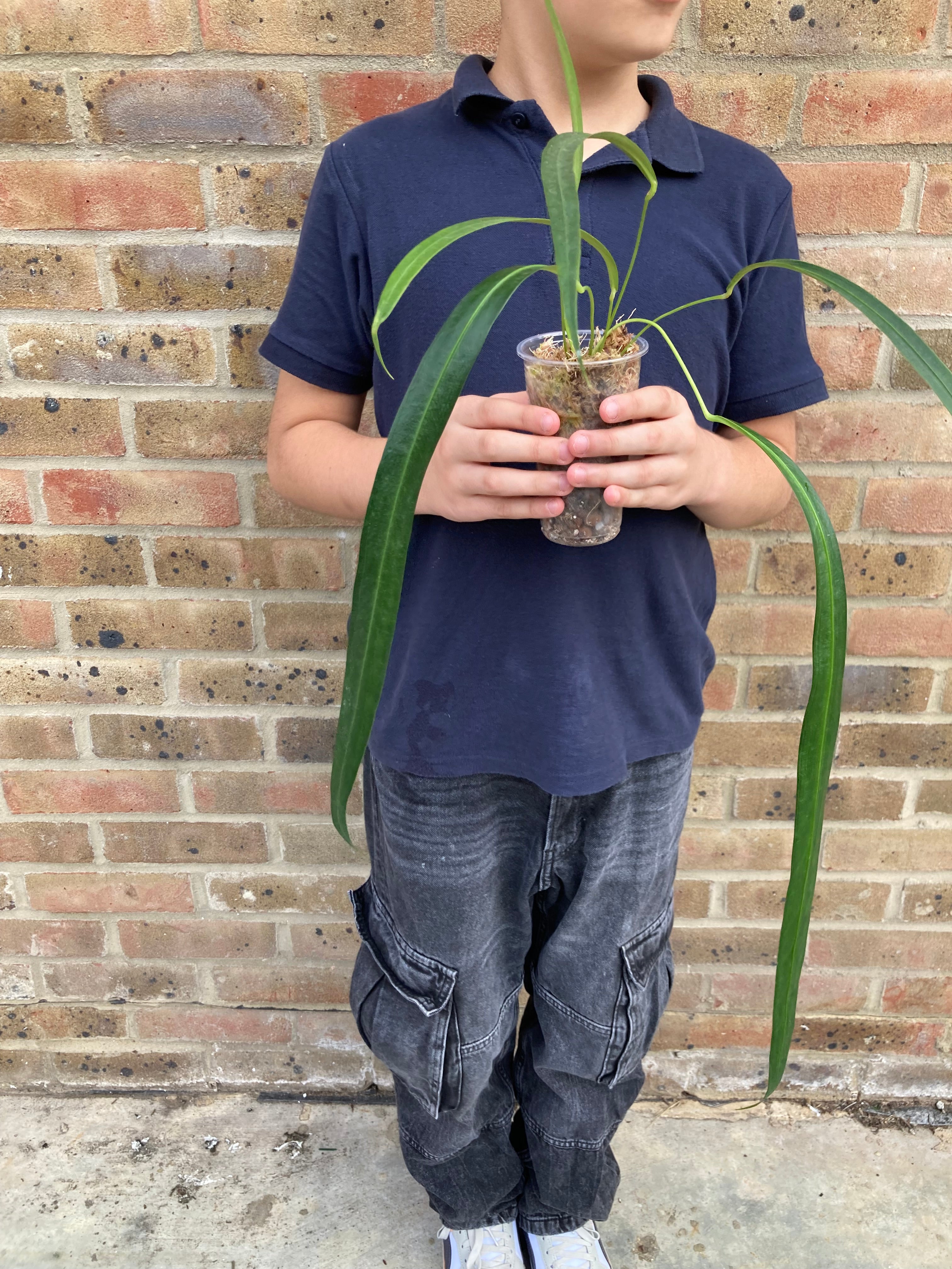 Anthurium Friedrichsthalii - PRE ORDERS