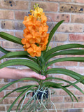 Vanda Orange Beauty