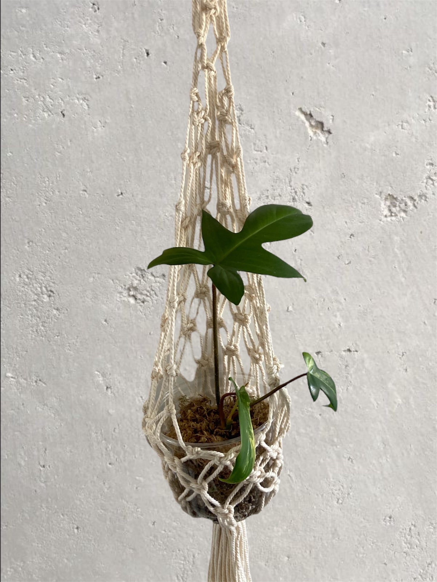 Drop-Shaped Macramé Plant Hanger