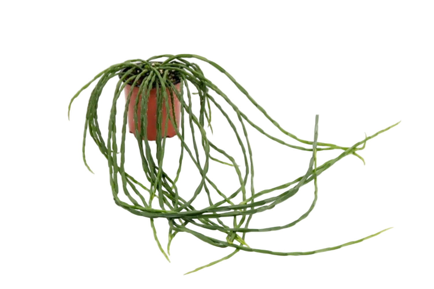 Rhipsalis Paradoxa