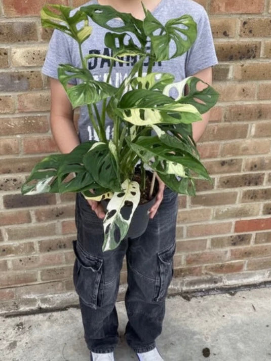 Monstera Adansonii Variegated