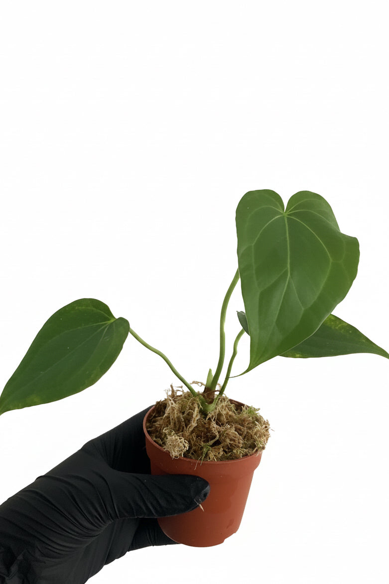 Anthurium Delta Force (P8)