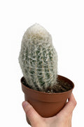Espostoa Lanata