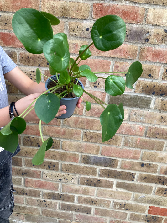 Pilea peperomioides