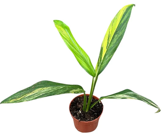 Epipremnum amplissimum 'Aurea